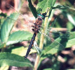 Epitheca canis male