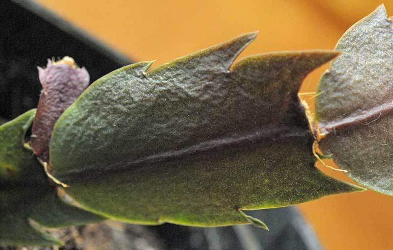 Schlumbergera truncata