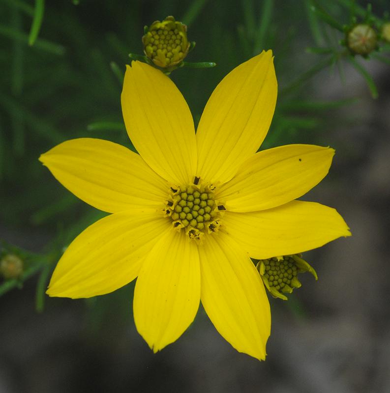 Օնտարիոյի այգու դեղին ծաղիկներ