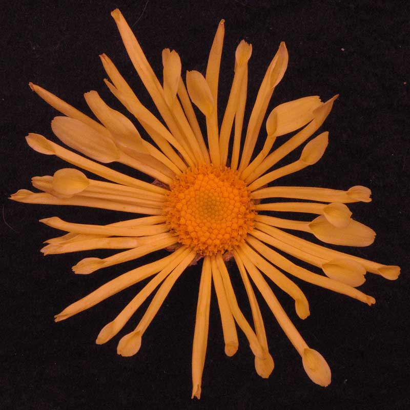 Chrysanthemum 'Yellow Quill'