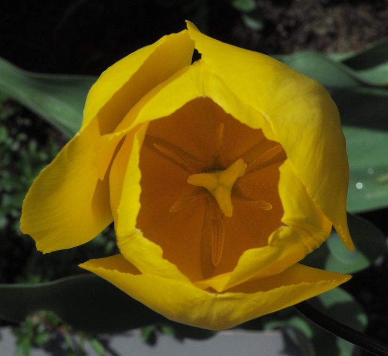 Tulipa 'Roi du Midi'