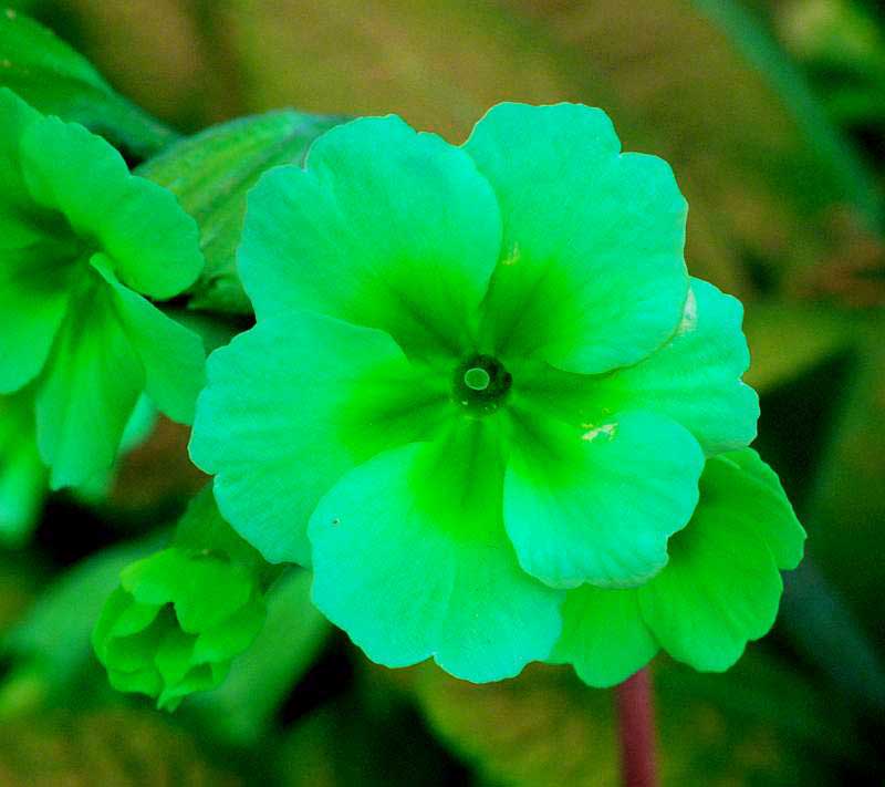 Primula polyantha