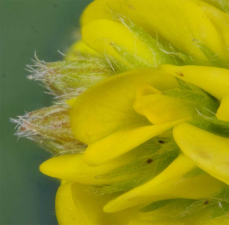 Trifolium agrarium