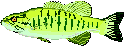 Picture of a bass