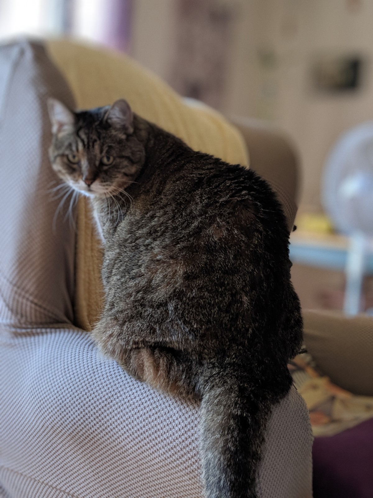 Tabby cat perched an armchair