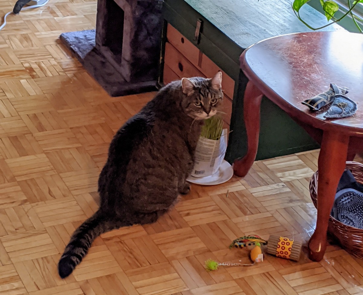 Geneva Tabby shows gratitude for the fresh cat grass sprouts