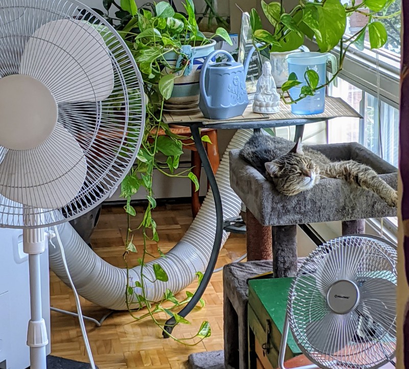 Geneva Tabby cat relaxing after heatwave lifts