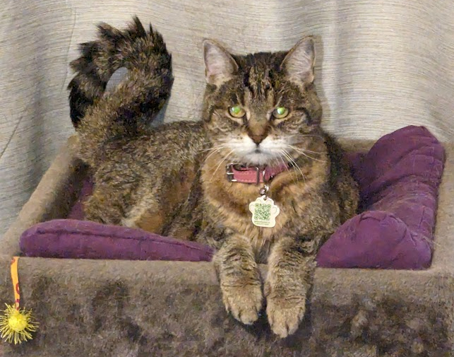 Geneva Tabby sitting pretty June 2024