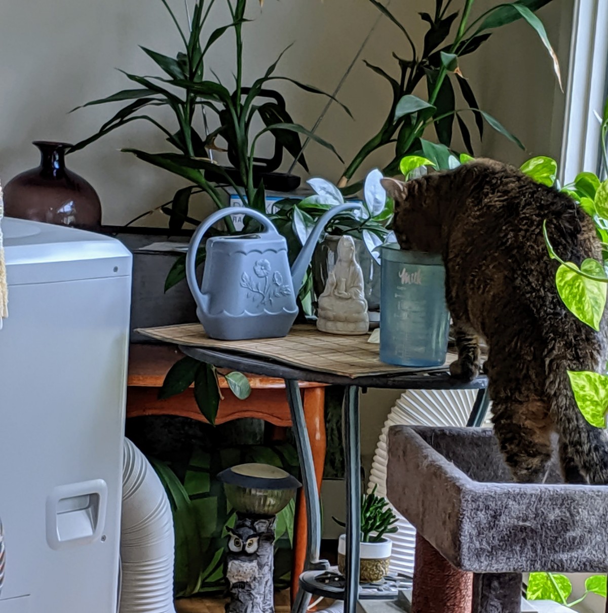 Tabby cat slurping from the plants' water jug