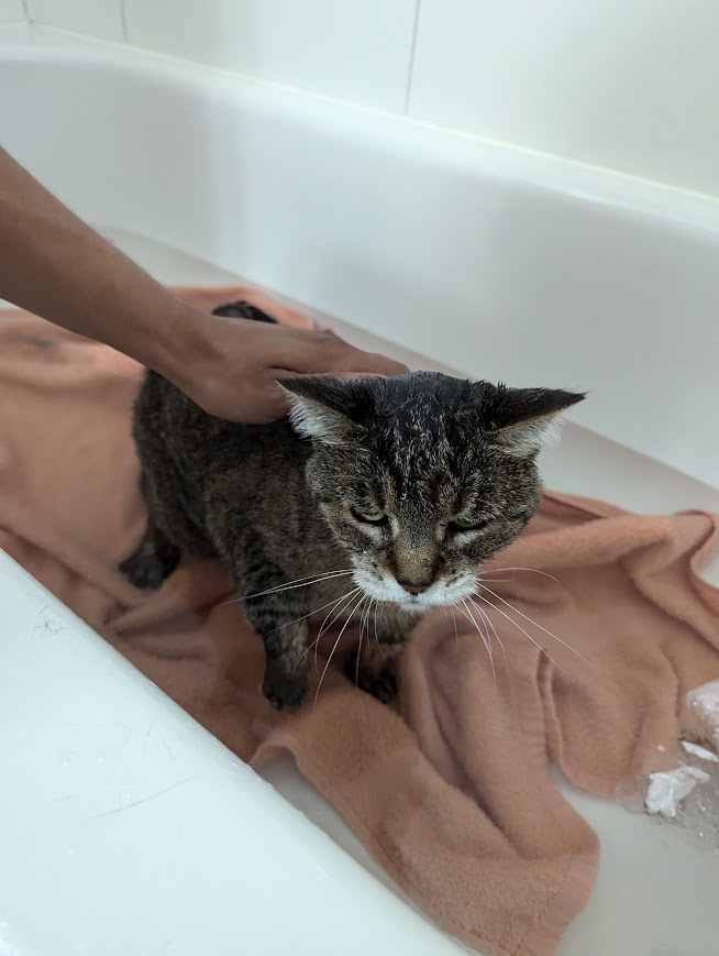 Geneva Tabby summer cool-down bath