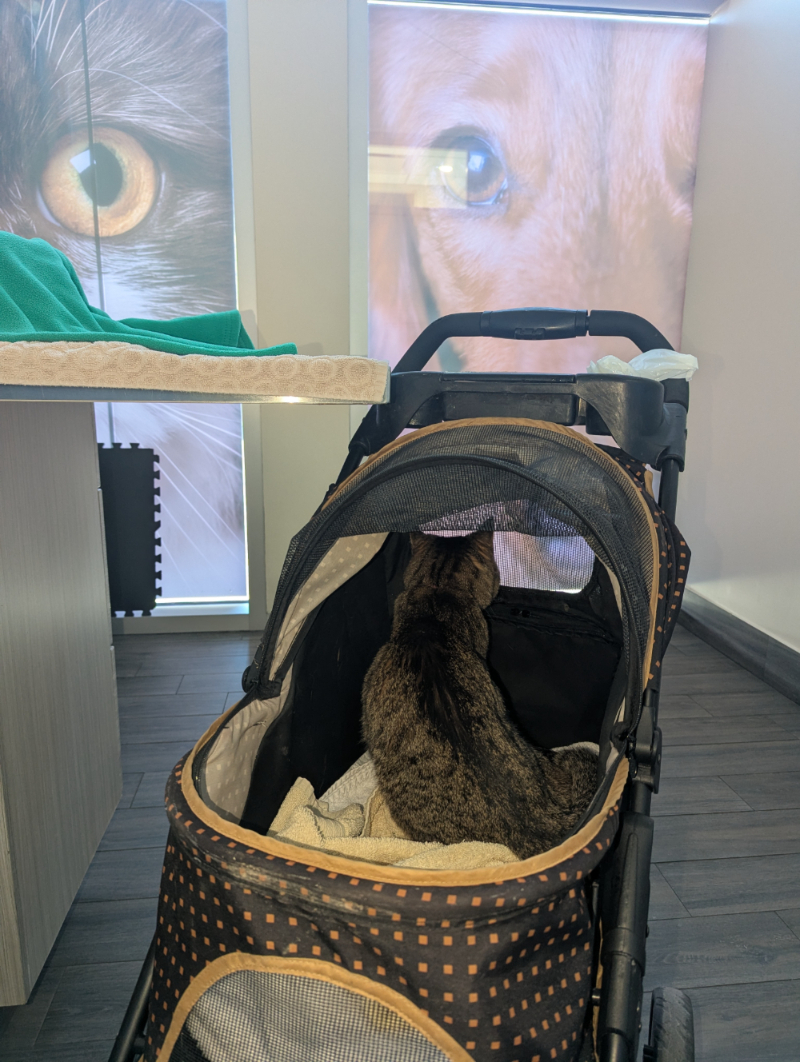 Geneva Tabby final visit at the Vet office November 2025