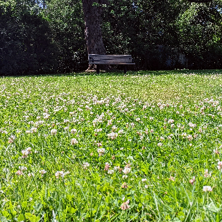 Bench in a park behind a crop of clovers July 2022