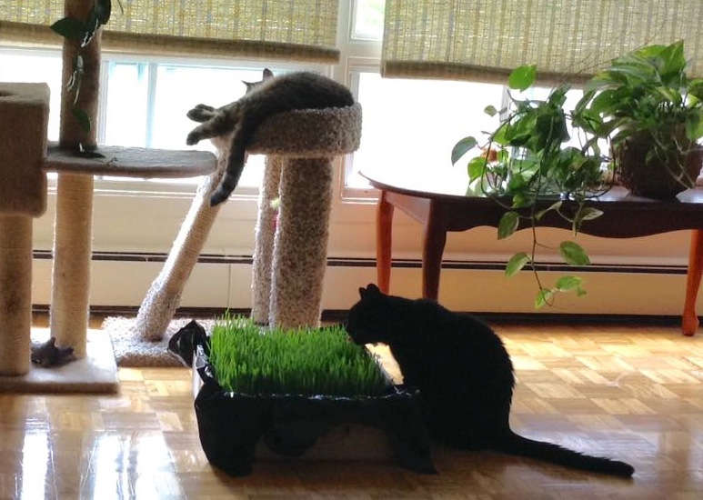 Cats and the recent grass grow-op