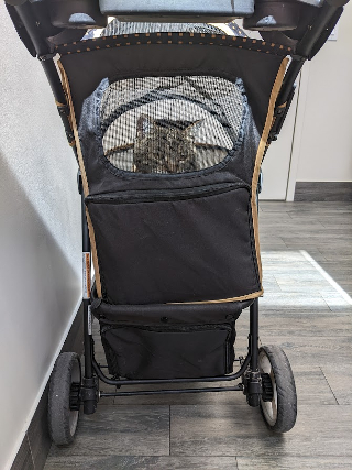 Tabby cat in pet stroller July 2022