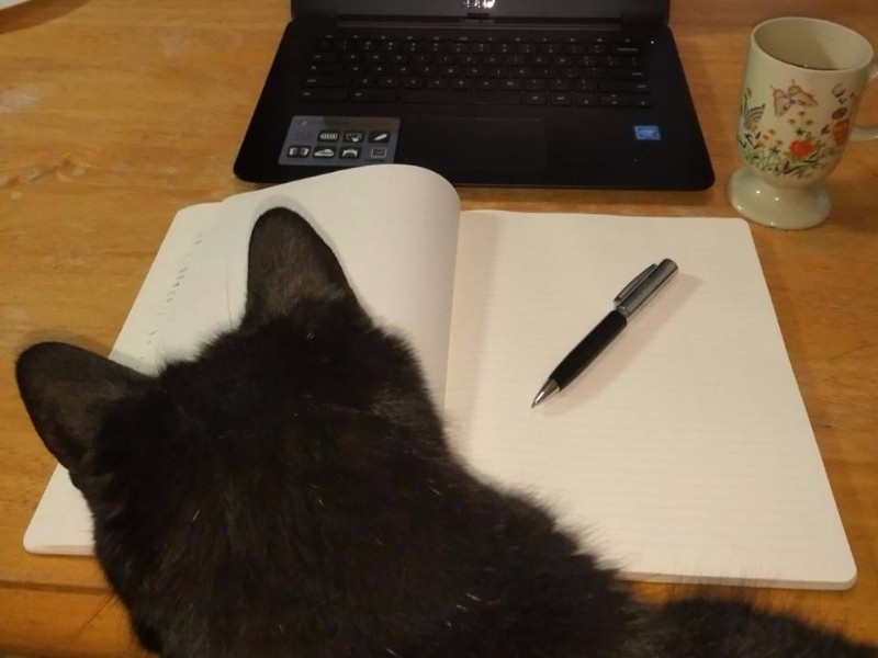Black cat on lap in front of writing journal and laptop