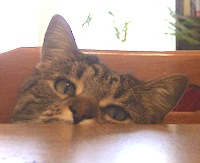 tabby cat peeking over table