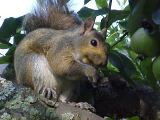 Sammy the Gray Squirrel