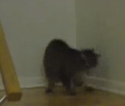 Tabby cat tail chase video