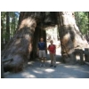 Calif Tunnel Tree