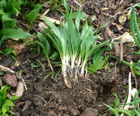 wildgarlic