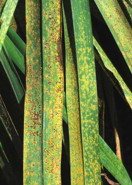 Rust on Hemerocallis fulva var. longituba