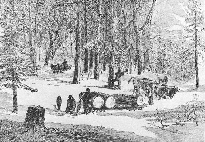 Lumbering Giant Logs