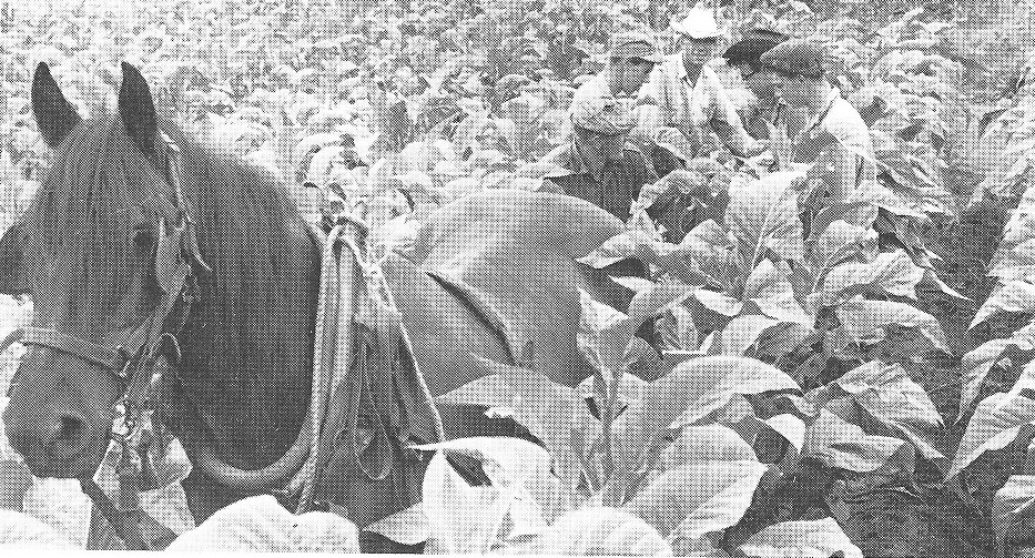 Tobacco picking with horse
