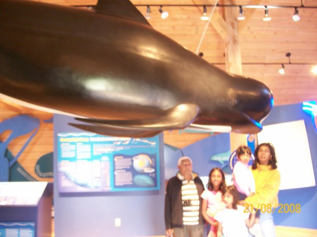 whalemuseaumcapebreton.jpg