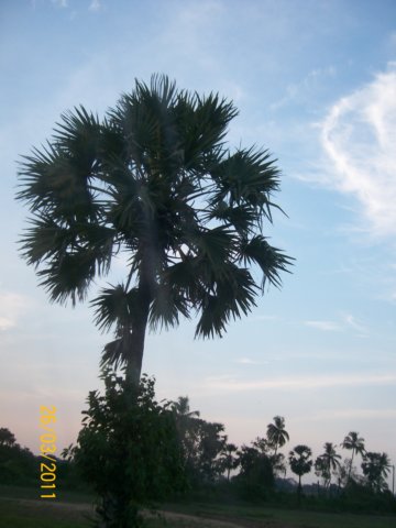 palmtree.jpg