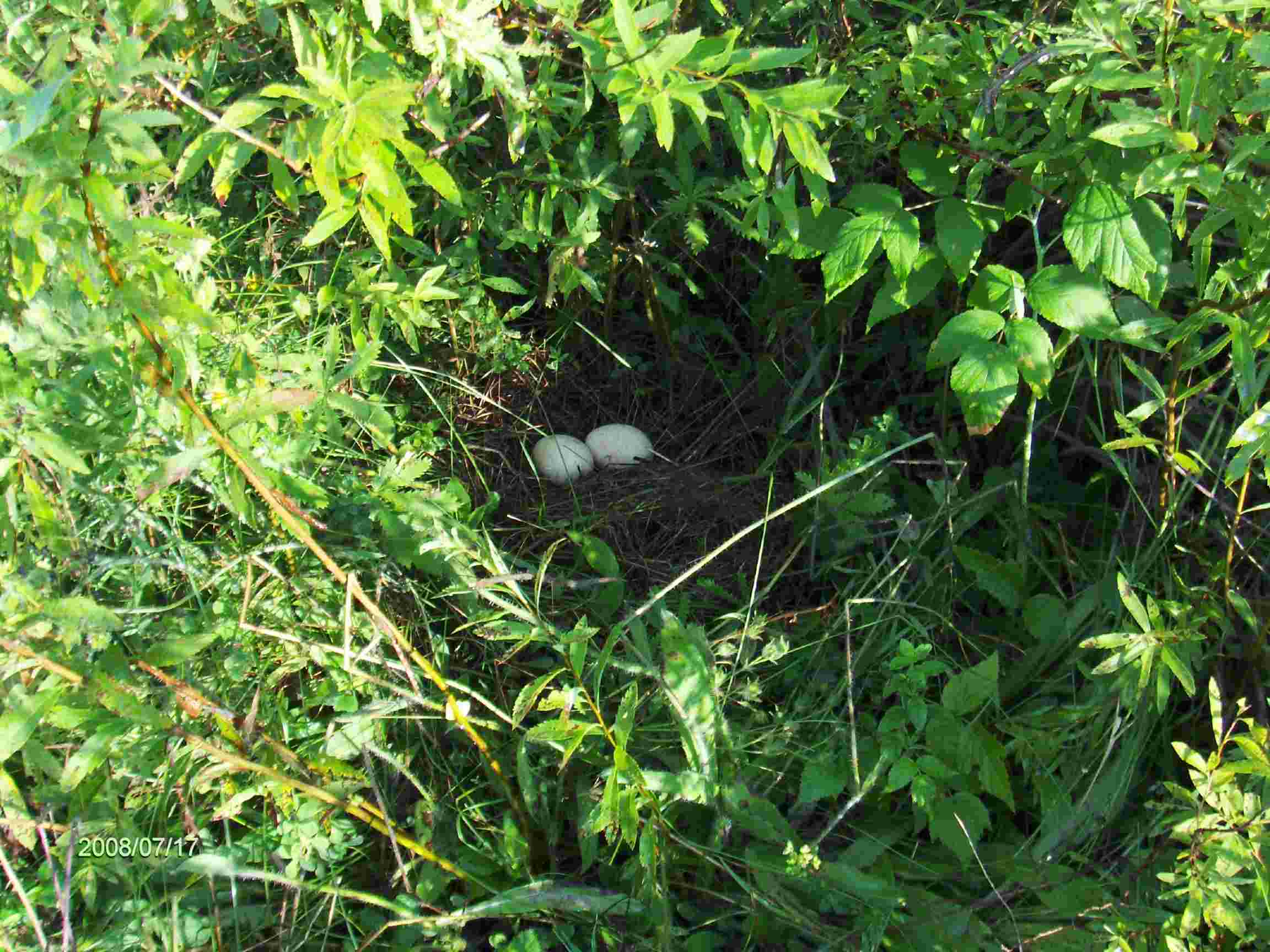 Nest