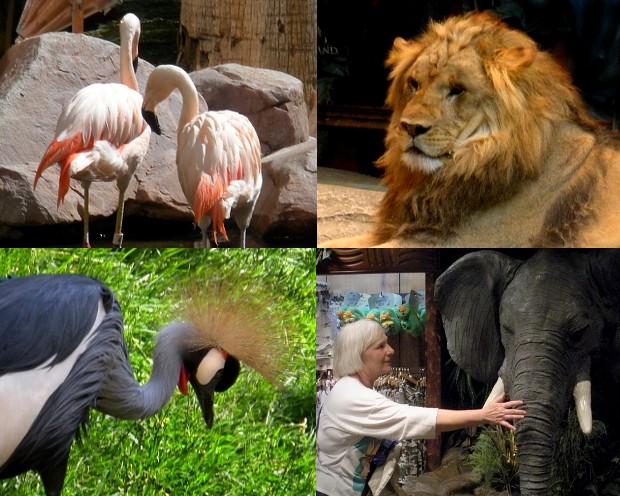 various animals collage