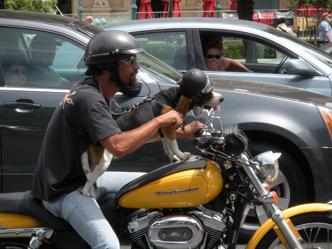 Biker Dog