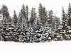 Snow on pine trees