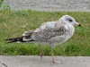 Juvenile Ring-billed gull