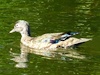 Wood duck (Aix sponsa)