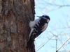 Female downy woodpecker