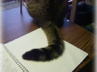 Cat tail sweeping my journal