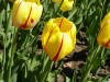 Even more damn tulips