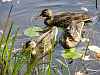 Ducks on Meech Lake