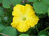 Butternut squash flower