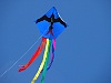 Hawaiian Frigate bird kite