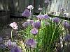 Purple chive flowers