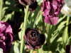 A dark purple tulip