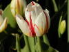 A Canada 150 tulip