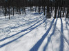 Groomed trail and tree shadows