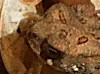 A tiny American Toad