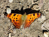 Eastern Comma butterfly, polygonia comma