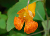 orange jewelweed, impatiens capensis