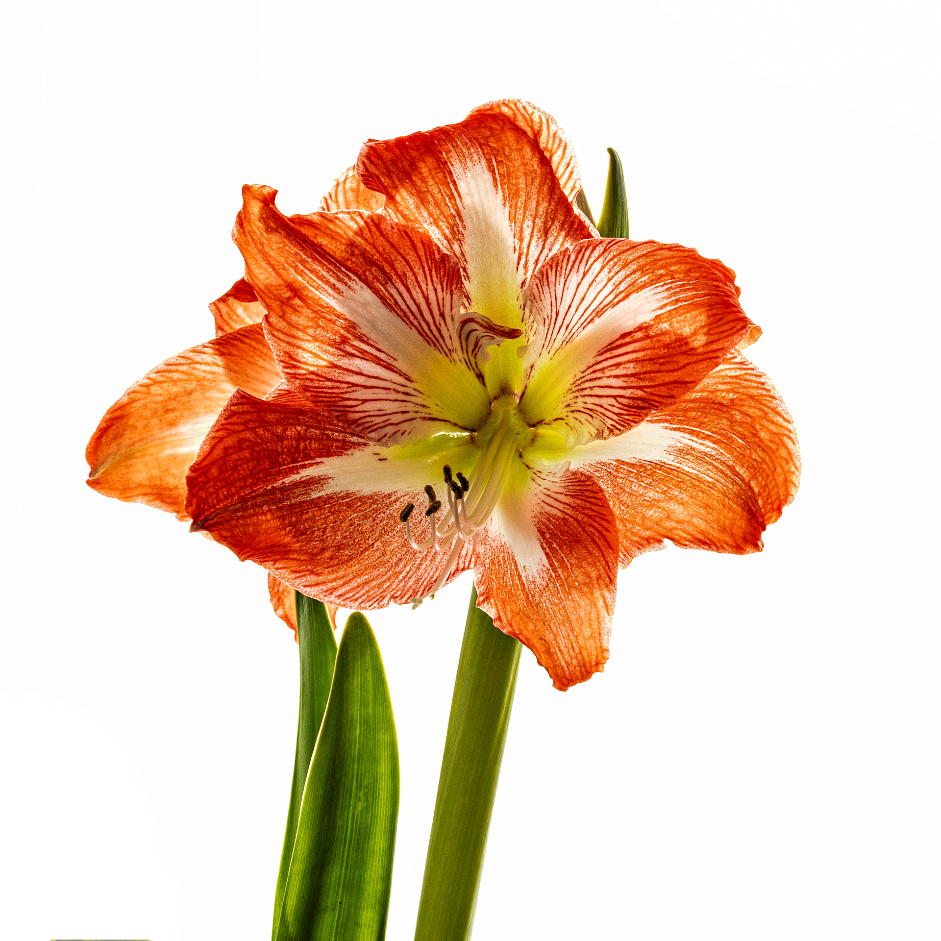 Amaryllis