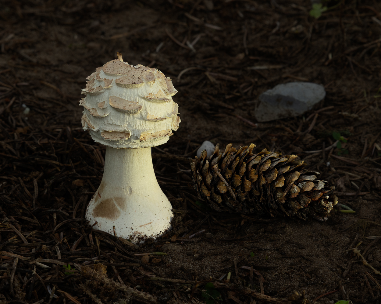 Mushroom